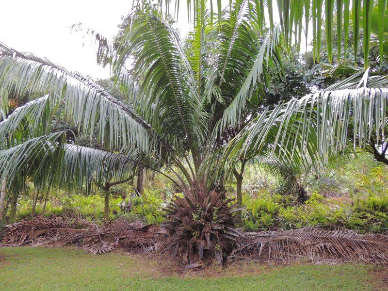 An image of the Batana Plant