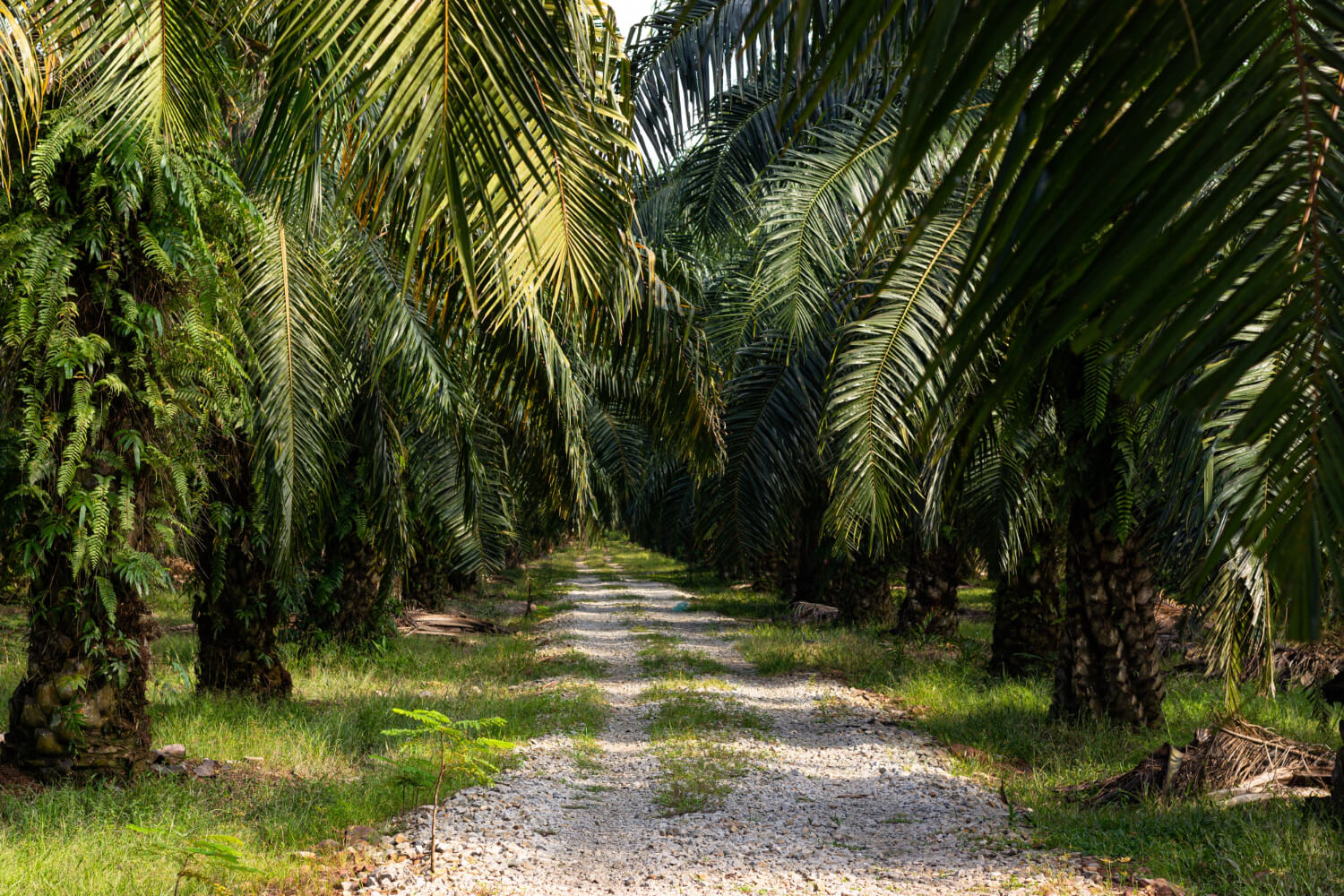 Batana Oil for Hair Strengthening: Boost Hair Health